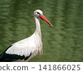 White stork walking beside a pond in Strasbourg, Alsace, France 141866025