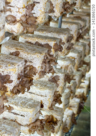 [Domestically Grown Fresh Wood Ear Mushrooms] Scenes from cultivation, harvesting, and washing of thick, fresh wood ear mushrooms. 141866150