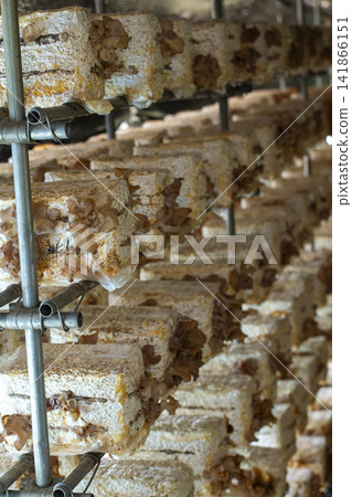 [Domestically Grown Fresh Wood Ear Mushrooms] Scenes from cultivation, harvesting, and washing of thick, fresh wood ear mushrooms. 141866151