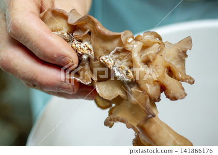 [Domestically Grown Fresh Wood Ear Mushrooms] Scenes from cultivation, harvesting, and washing of thick, fresh wood ear mushrooms. 141866176