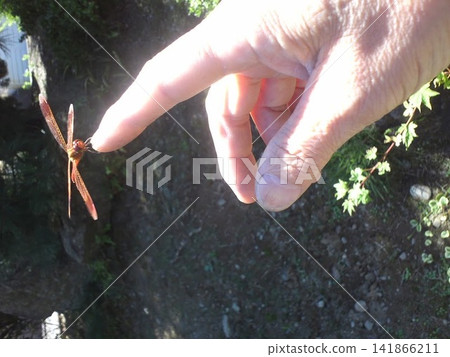 A dragonfly perches on a person's fingertip (a scene of a tame red dragonfly on a hand). A dragonfly perches on a person's fingertip (a scene of a tame red dragonfly on a hand). 141866211