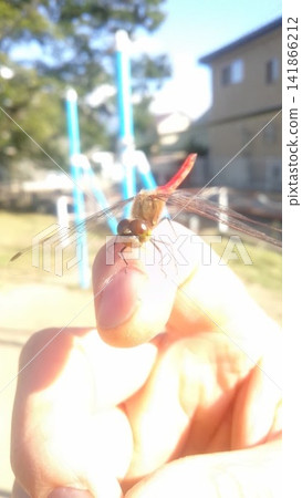 A red dragonfly landed on my fingertip (hands interacting with insects - an autumn scene) A red dragonfly landed on my fingertip (hands interacting with insects - an autumn scene) 141866212