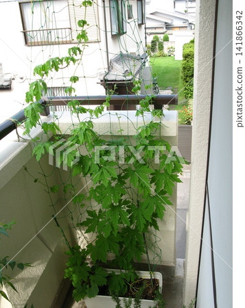 陽台上的綠色窗簾(種植苦瓜) 陽台上的綠色窗簾(種植苦瓜) 141866342