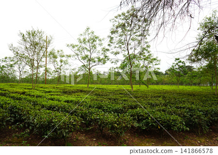Vibrant green tea garden plantation rows with slender trees in North Bengal Vibrant green tea garden plantation rows with slender trees in North Bengal 141866578