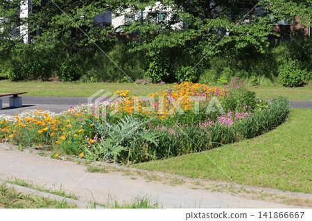 春風吹拂著公園裡盛開的橘色加州罌粟、粉紅色石竹和白色洋甘菊。 春風吹拂著公園裡盛開的橘色加州罌粟、粉紅色石竹和白色洋甘菊。 141866667