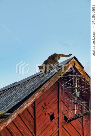 A cat moves carefully on the slanted roof of a wooden house. The sky is clear and bright, with low clouds in the background A cat moves carefully on the slanted roof of a wooden house. The sky is clear and bright, with low clouds in the background 141866692