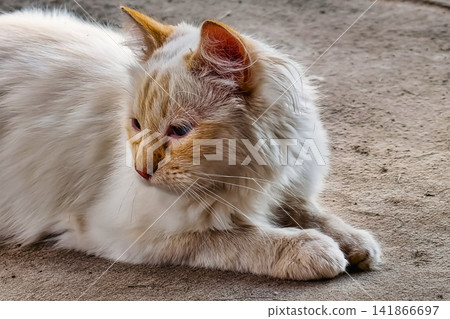 A fluffy cat with light fur lays on a hard surface. The cat seems relaxed and comfortable under the warm sunlight. It is a quiet moment A fluffy cat with light fur lays on a hard surface. The cat seems relaxed and comfortable under the warm sunlight. It is a quiet moment 141866697