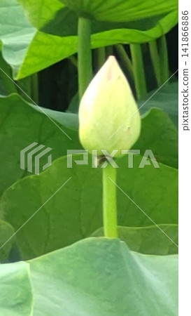 含苞待放的白色蓮花(蓮花,夏日景色)(25字) 含苞待放的白色蓮花(蓮花,夏日景色)(25字) 141866886
