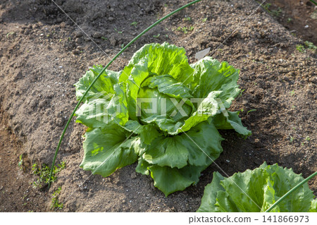 [Freshly picked] Crisp, domestically grown lettuce (cultivated and harvested) 141866973