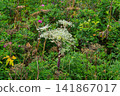 Angelica acutiloba blooming in the summer plains of Sarobetsu, Toyotomi Town, Hokkaido 141867017