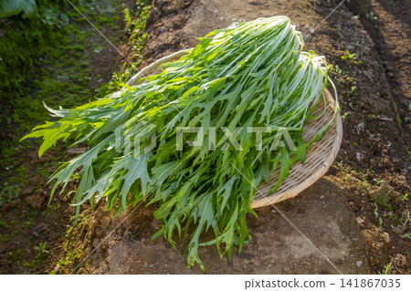 【新鮮採摘】爽脆的國產水菜(日本芥菜),剛從田間採摘(裝在籃子裡) 【新鮮採摘】爽脆的國產水菜(日本芥菜),剛從田間採摘(裝在籃子裡) 141867035