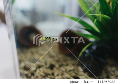 Green pufferfish in aquarium Green pufferfish in aquarium 141867088