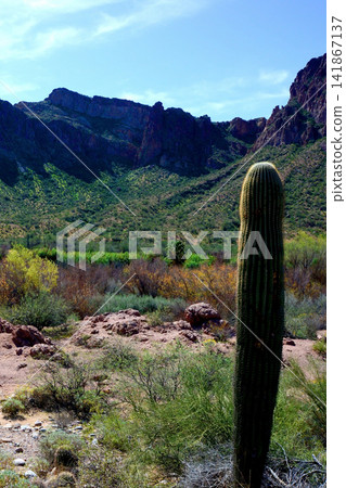 Salt River Recreation Area Arizona Salt River Recreation Area Arizona 141867137