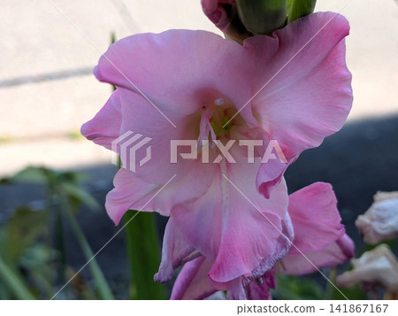 Elegant gladiolus in pale pink blossoms Elegant gladiolus in pale pink blossoms 141867167
