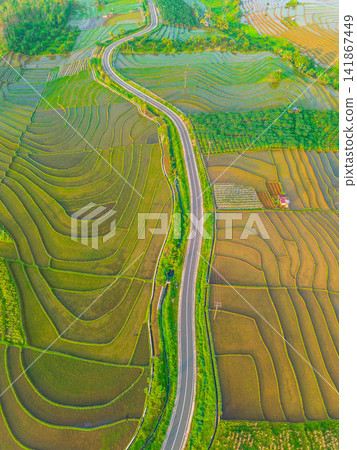 Aerial view of lush green rice terraces at sunrise with golden light reflecting in the water, surrounded by palm trees and misty mountains in Wonosobo, Central Java, Indonesia. Aerial view of lush green rice terraces at sunrise with golden light reflecting in the water, surrounded by palm trees and misty mountains in Wonosobo, Central Java, Indonesia. 141867449