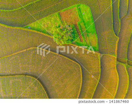 Aerial view of lush green rice terraces at sunrise with golden light reflecting in the water, surrounded by palm trees and misty mountains in Wonosobo, Central Java, Indonesia. Aerial view of lush green rice terraces at sunrise with golden light reflecting in the water, surrounded by palm trees and misty mountains in Wonosobo, Central Java, Indonesia. 141867460
