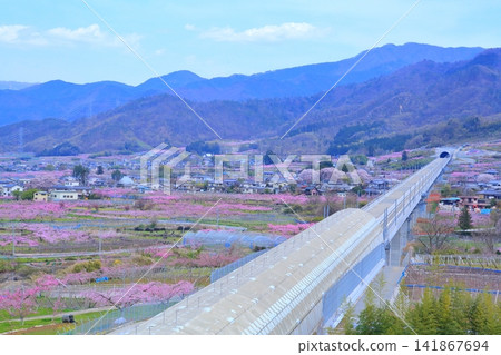 《山梨縣》盛開的桃花田,春天的甲府盆地 《山梨縣》盛開的桃花田,春天的甲府盆地 141867694