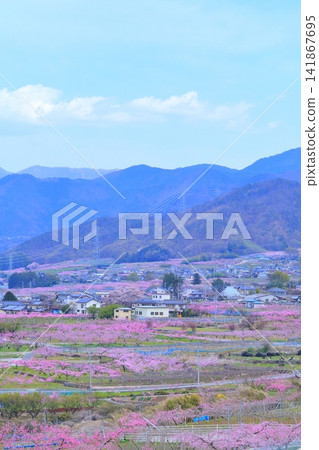 《Yamanashi Prefecture》 Full bloom peach blossom field, spring Kofu basin 《Yamanashi Prefecture》 Full bloom peach blossom field, spring Kofu basin 141867695