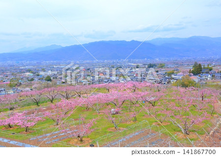 《山梨縣》盛開的桃花田,春天的甲府盆地 《山梨縣》盛開的桃花田,春天的甲府盆地 141867700