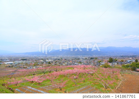 《山梨縣》盛開的桃花田,春天的甲府盆地 《山梨縣》盛開的桃花田,春天的甲府盆地 141867701