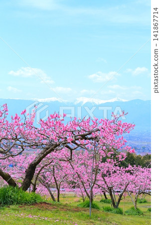 《山梨縣》盛開的桃花田,春天的甲府盆地 《山梨縣》盛開的桃花田,春天的甲府盆地 141867714