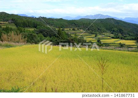山麓層層疊疊的梯田,鋪展開來,金光燦燦。 山麓層層疊疊的梯田,鋪展開來,金光燦燦。 141867731