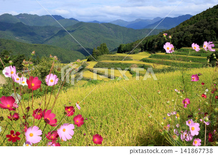 山麓層層疊疊的梯田,鋪展開來,金光燦燦。 山麓層層疊疊的梯田,鋪展開來,金光燦燦。 141867738