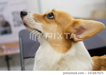 Red and white welsh corgi dog looking up with curious expression Red and white welsh corgi dog looking up with curious expression 141867875