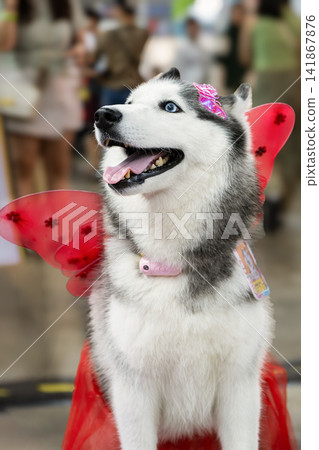 Siberian husky dog wearing colorful wings costume at pet exhibition Siberian husky dog wearing colorful wings costume at pet exhibition 141867876