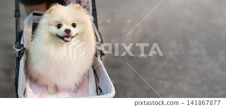 Cream pomeranian dog sitting in stroller outdoors smiling portrait Cream pomeranian dog sitting in stroller outdoors smiling portrait 141867877