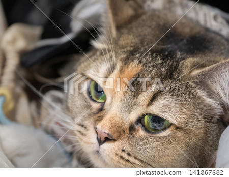 Tabby cat lying indoors close portrait with green eyes and whiskers Tabby cat lying indoors close portrait with green eyes and whiskers 141867882