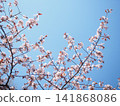 Blue sky and cherry blossoms 141868086