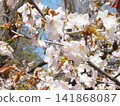 Blooming cherry blossoms 141868087