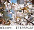 Blooming cherry blossoms 141868088
