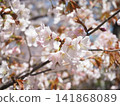Blooming cherry blossoms 141868089