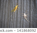 A mayfly that had just molted was perched on the wall. 141868092