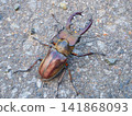 A stag beetle walking on concrete 141868093