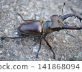 A stag beetle walking on concrete 141868094