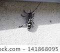 A white-striped longhorn beetle perched on a wall 141868095