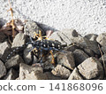 A white-striped longhorn beetle walking on a stone 141868096