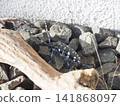 A white-striped longhorn beetle walking on a stone 141868097