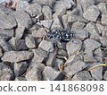 A white-striped longhorn beetle walking on a stone 141868098