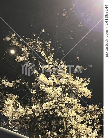 櫻花 櫻花 141868144