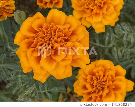 萬壽菊 141868254