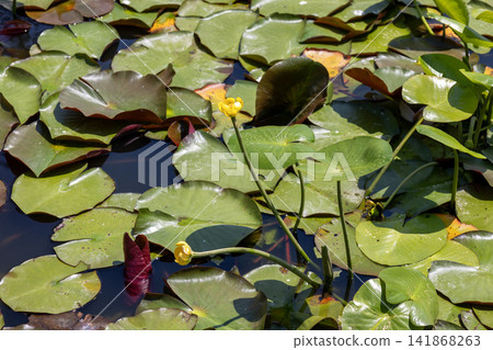 睡蓮(Nuphar japonica) 睡蓮(Nuphar japonica) 141868263