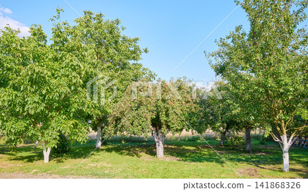 A beautiful old fruit orchard in the summer. A beautiful old fruit orchard in the summer. 141868326
