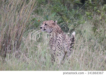 Cheetah Cheetah 141868367