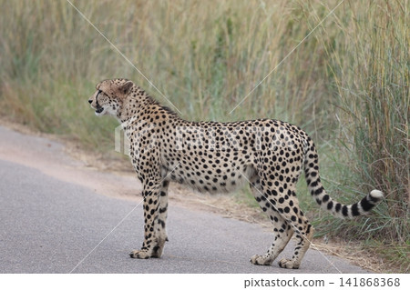 Cheetah Cheetah 141868368