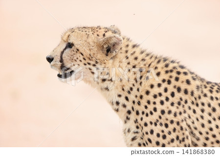 獵豹 獵豹 141868380