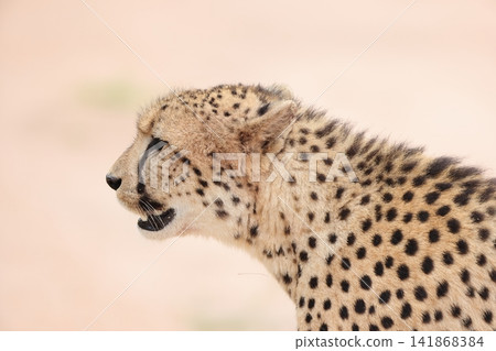 獵豹 獵豹 141868384